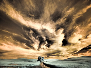 Poster - USA, Washington State, Palouse region, Backcountry road leading to Lone Tree