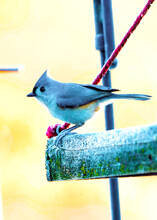 USA, Wisconsin, Roberts, Rains House, Tufted Titmouse Perched On Feeder