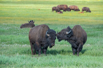 Canvas Print - Bison interact in meadow, Grand Teton National Park, Wyoming