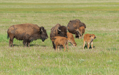 Canvas Print - Bison with calf in meadow, Grand Teton National Park, Wyoming