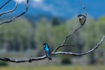 Sticker - Female and male tree Swallows, Grand Teton National Park, Wyoming