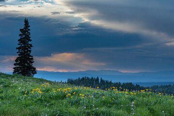 Sticker - USA, Wyoming. Solo Evergreen, wildflowers, and dramatic sky, Teton Mountains