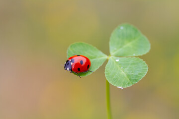 Wall Mural - ladybug on three leaf clover