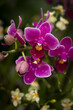 Closeup shot of beautiful cattleya orchids