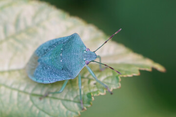 Sticker - Closeup on a blue- green adult image of the Southern green shiel