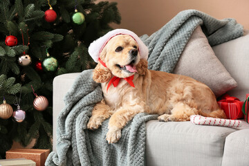  Adorable dog with gifts on sofa at home on Christmas eve
