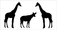 Giraffe And Okapi Vector Illustration. African Ruminants Silhouette.	