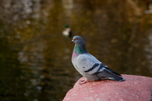 Dove On A Concrete Fence In A City Park