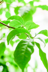 Wall Mural - Fresh green leaves and green trees