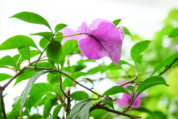 Wall Mural - Flowerpot plant red leaf flower