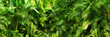 Leinwandbild Motiv beautiful green jungle of lush palm leaves, palm trees in an exotic tropical forest, tropical plants nature concept for panorama wallpaper, selective sharpness
