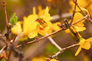 Wall Mural - Yellow forsythia blooming in spring