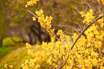 Wall Mural - Yellow forsythia blooming in spring