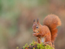 Closeup Of The Red Squirrel, Sciurus Vulgaris, Feeding On Hazelnuts.