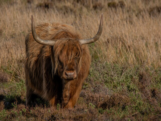 Wall Mural - Highland Cow on the West coast of Scotland on the Isle of Mull.