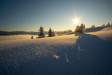 Amazing Winter Landscape With Pine Trees Of Snow Covered Forest In Cold Foggy Mountains At Sunrise