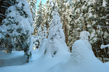 Wall Mural - Closeup of pine tree branches covered with fresh fallen snow in winter mountain forest on cold bright day