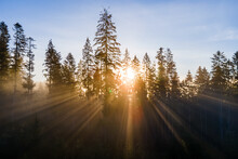 Foggy Green Pine Forest With Canopies Of Spruce Trees And Sunrise Rays Shining Through Branches In Autumn Mountains.