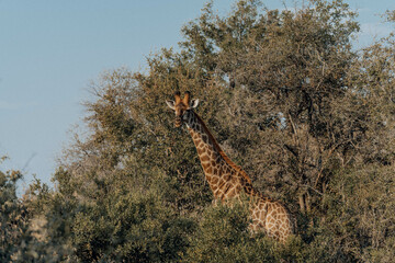 Sticker - Giraffe in the natural landscape