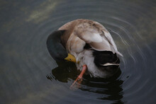 Male Mallard Duck Cleaning Its Feathers While Floating On A Pond