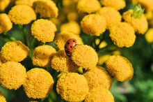Closeup Of A Ladybug On Beautiful Yellow Tansy Flowers