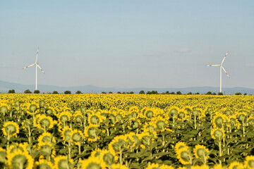 Wall Mural - Wind farm in sunflower field