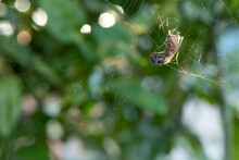 Macro Photo Of A Spider In The Garden, Spider Sitting On A Spider's Web.