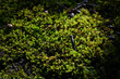 Green wet moss close up