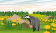 Badger in a meadow with flowers. Summer field with dandelions and green grass at sunset. Wild animals of Europe and America. Realistic vector landscape