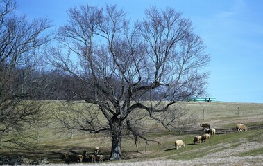 Wall Mural - sheep on a farm field in winter.