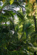 Tropical palm trees and exotic fern growing in botanical greenhouse. Tropic orangery interior with evergreen plants. Modern glasshouse with green rainforest and subtropical vegetation. Hothouse inside