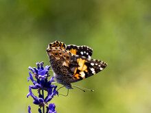 Painted Lady Butterfly On Lavender