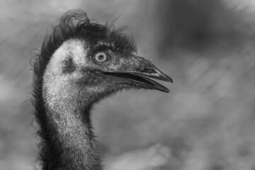 Sticker - Grayscale closeup shot of an emu face