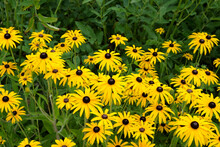 Yellow Rudbeckia Hirta, Commonly Called 'black Eyed Susan' In Flower