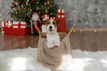 Wall Mural - Wire Haired Jack Russell Terrier puppy as christmas present for children concept. Rough coated pup by the decorated holiday tree, festive bokeh lights. Close up, copy space, cozy interior background.