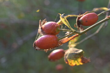 Poster - rosehip bush in sunsert light