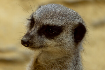 Poster - View of a cute Meerkat in its habitat