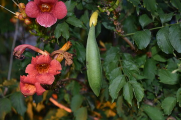 Poster - red and yellow flower