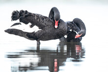 Black Swan, Cygnus Atratus, Posing And Preening