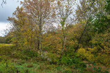 Wall Mural - Mill Creek Parke County Indiana