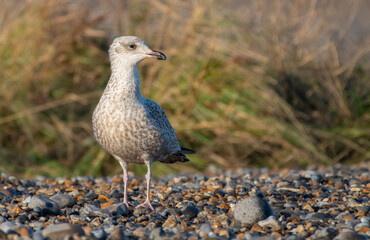 Wall Mural - Young European herring gull portrait (Larus argentatus), North Norfolk Coast