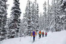 Friends Backcountry Skiing Below Snowy Winter Trees In Woods