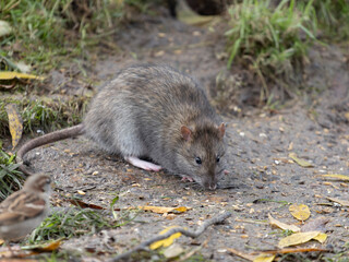 Wall Mural - Brown rat, Rattus norvegicus