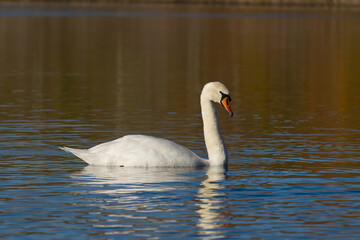 Wall Mural - Mute swan, Cygnus olor