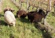 Moutons d'Ouessant à robes blanche, brune et noire, petites tondeuses écologiques, broutant de l'herbe aux pieds de vignes