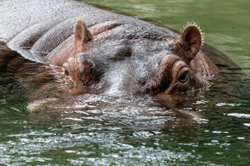 Wall Mural - Big hippo head lurking out of the water