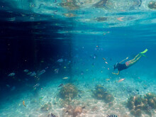 Female Diver Swiming With Colorful Fish Near Coral Reefs Underwater In The Ocean