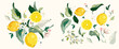 Big vector Set of lemon branch. Flower, green leaves. fruit and splashing juice. arrangements