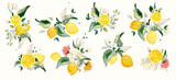 Fototapeta  - Big vector Set of lemon branch. Flower, green leaves. fruit and splashing juice. arrangements