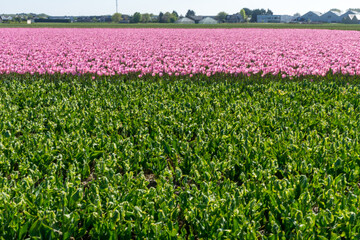 Poster - Huge field with millions of tulips in Lisse, Netherlands on a sunny day